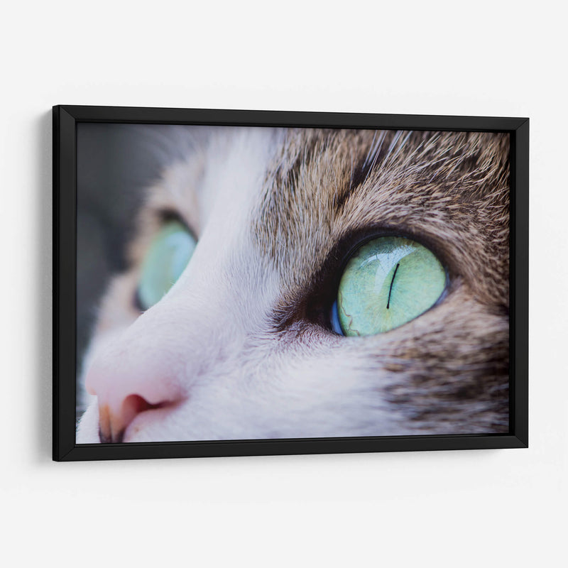 La mirada felina | Cuadro decorativo de Canvas Lab