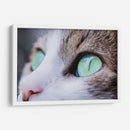 La mirada felina | Cuadro decorativo de Canvas Lab