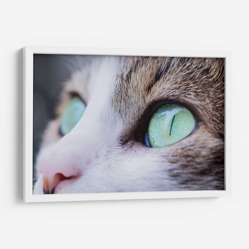 La mirada felina | Cuadro decorativo de Canvas Lab