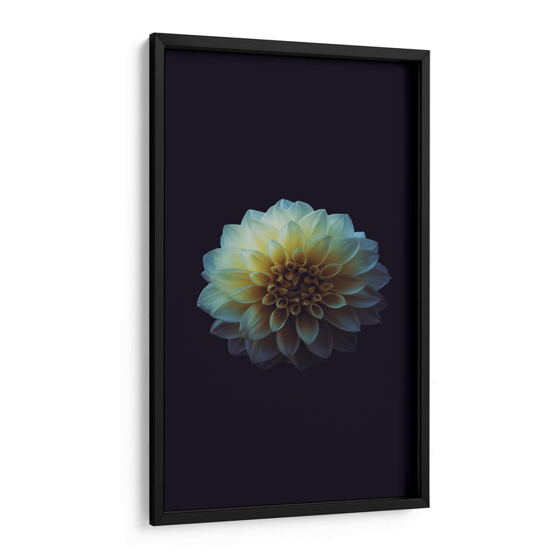 La perfección de una flor | Cuadro decorativo de Canvas Lab