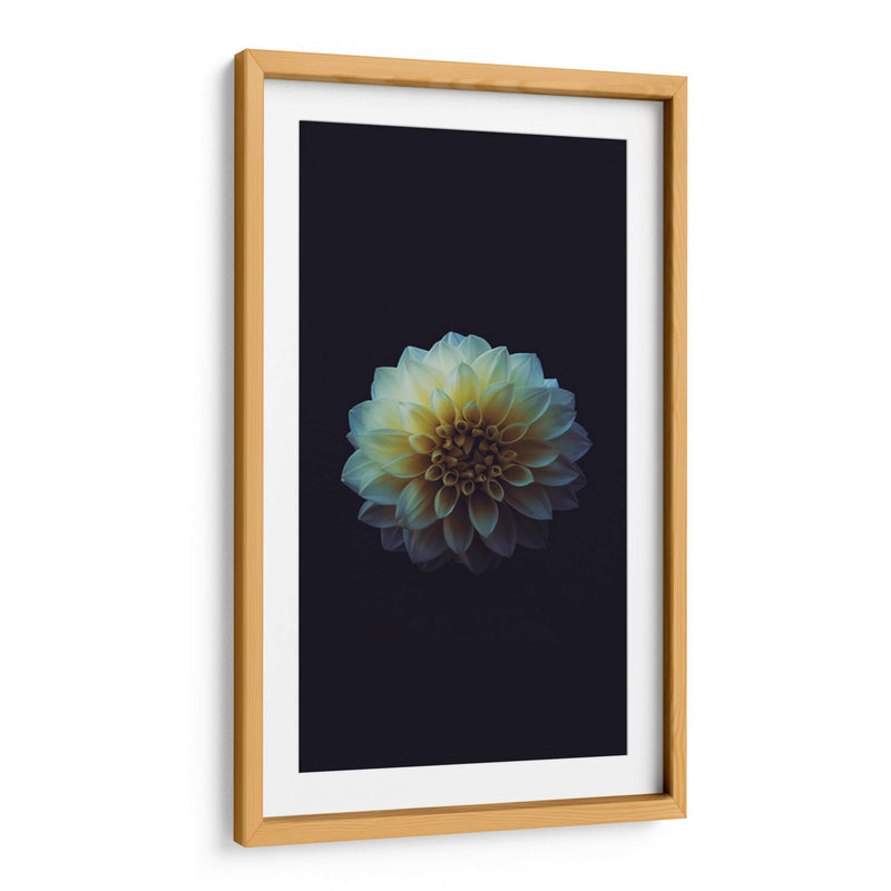 La perfección de una flor | Cuadro decorativo de Canvas Lab