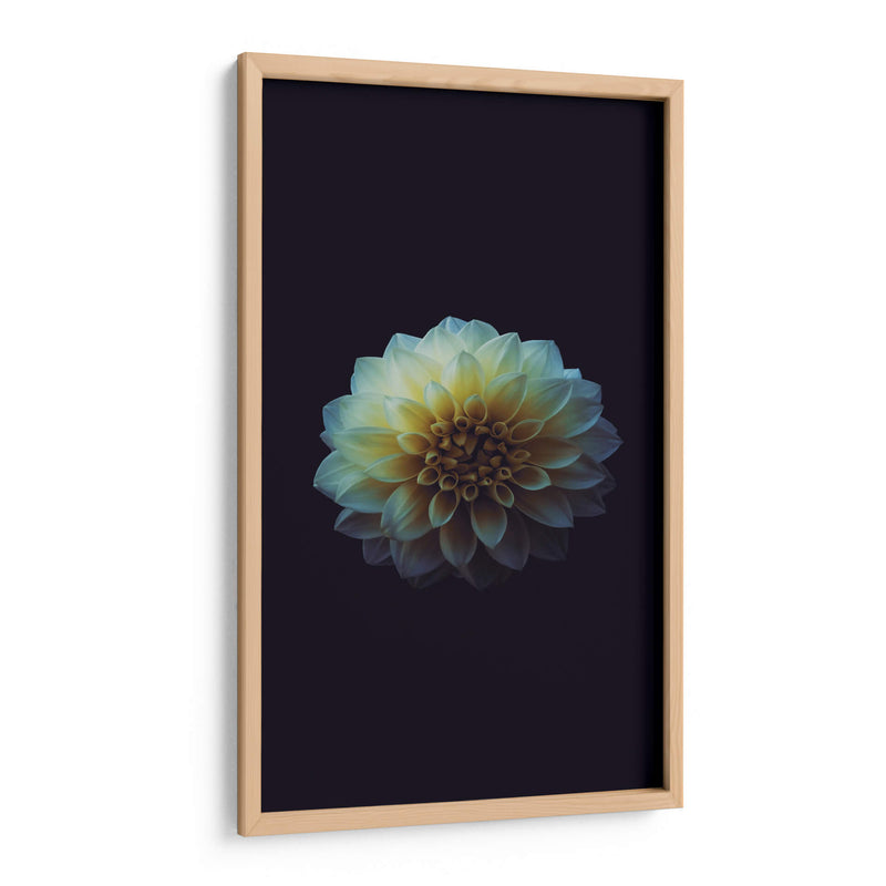 La perfección de una flor | Cuadro decorativo de Canvas Lab