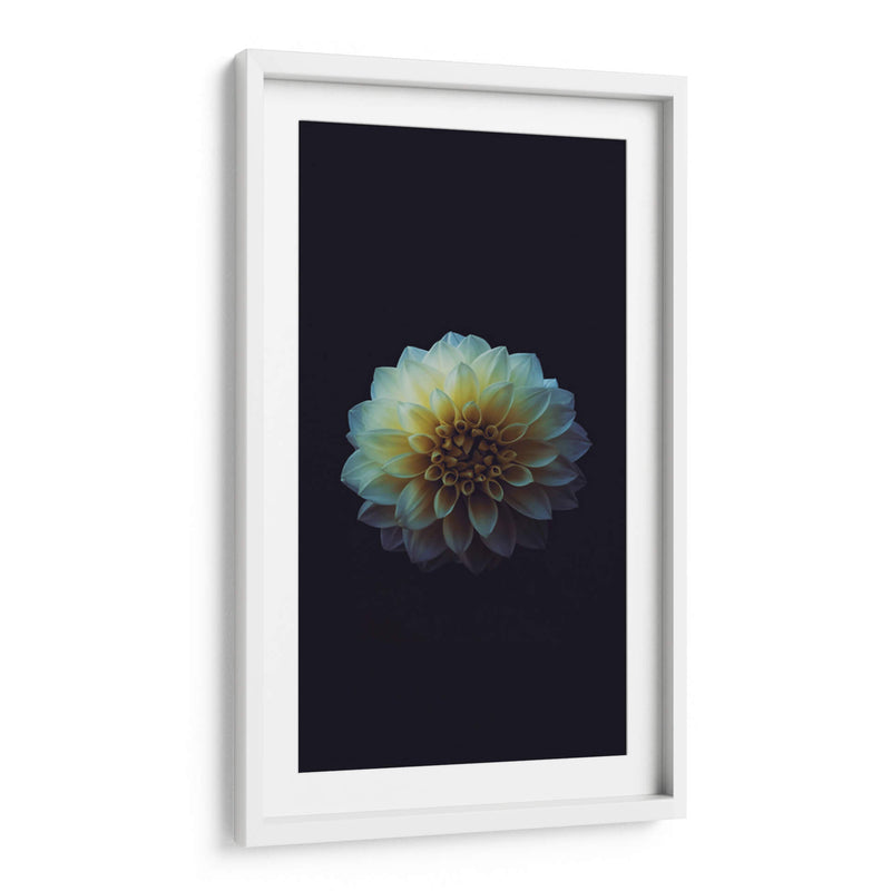 La perfección de una flor | Cuadro decorativo de Canvas Lab