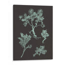 Menta Y Carbón II Estudio De La Naturaleza - Vision Studio | Cuadro decorativo de Canvas Lab