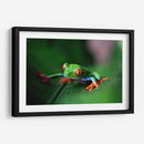 La ranita | Cuadro decorativo de Canvas Lab