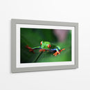 La ranita | Cuadro decorativo de Canvas Lab