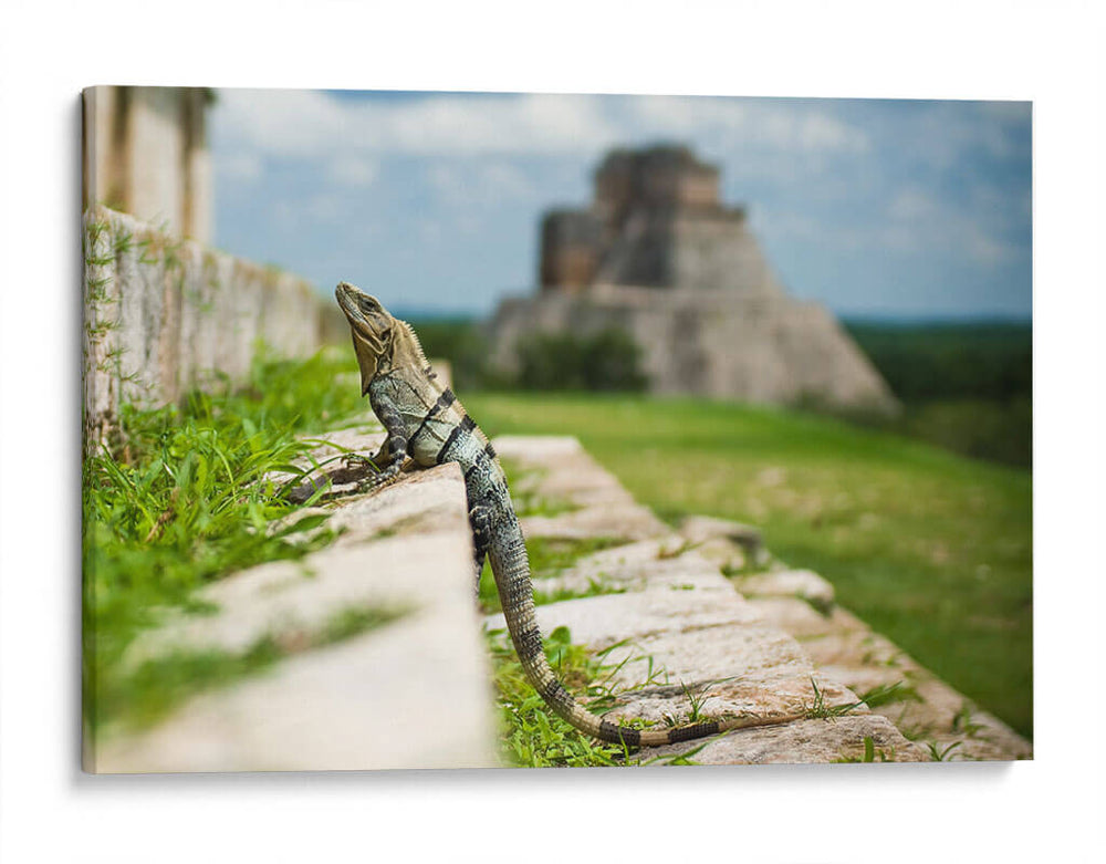 Lagartija en pirámide | Cuadro decorativo de Canvas Lab