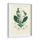 Embellecido Floral Botanique I - N.Charles DOrbigny | Cuadro decorativo de Canvas Lab