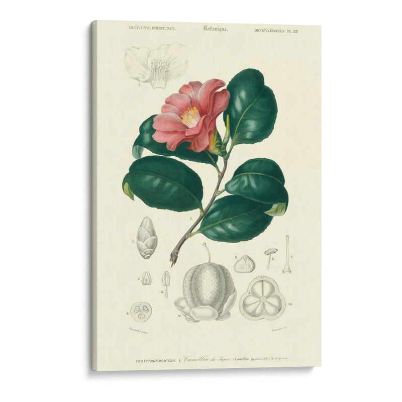 Embellecido Floral Botanique II - N.Charles DOrbigny | Cuadro decorativo de Canvas Lab