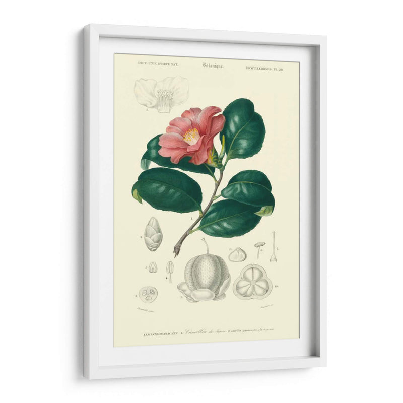 Embellecido Floral Botanique II - N.Charles DOrbigny | Cuadro decorativo de Canvas Lab