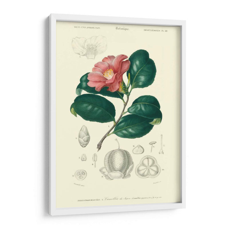 Embellecido Floral Botanique II - N.Charles DOrbigny | Cuadro decorativo de Canvas Lab