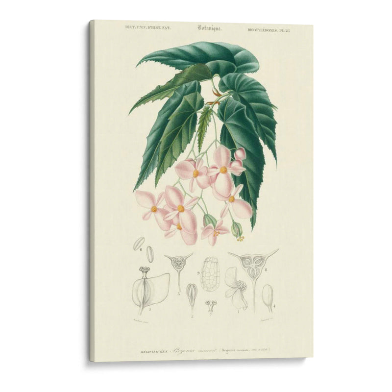 Embellecido Floral Botanique III - N.Charles DOrbigny | Cuadro decorativo de Canvas Lab