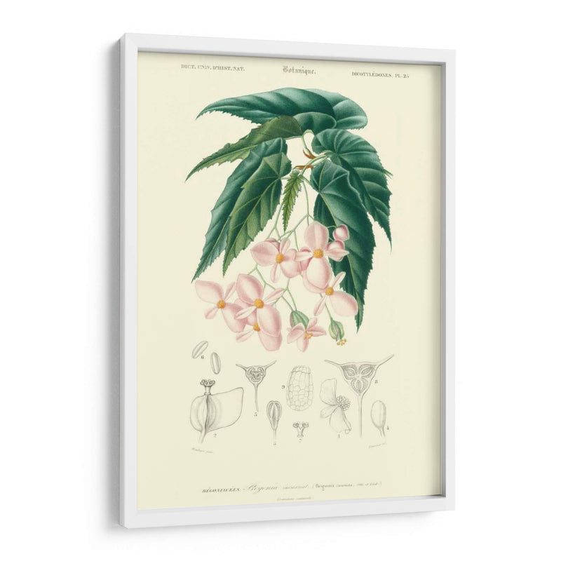 Embellecido Floral Botanique III - N.Charles DOrbigny | Cuadro decorativo de Canvas Lab