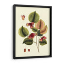 Buchoz Hojas II - Vision Studio | Cuadro decorativo de Canvas Lab