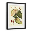 Buchoz Hojas III - Vision Studio | Cuadro decorativo de Canvas Lab