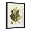 Buchoz Hojas IV - Vision Studio | Cuadro decorativo de Canvas Lab