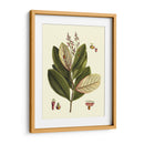 Buchoz Hojas IV - Vision Studio | Cuadro decorativo de Canvas Lab