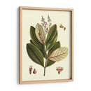 Buchoz Hojas IV - Vision Studio | Cuadro decorativo de Canvas Lab
