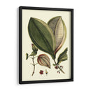 Buchoz Hojas V - Vision Studio | Cuadro decorativo de Canvas Lab