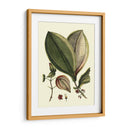 Buchoz Hojas V - Vision Studio | Cuadro decorativo de Canvas Lab