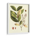 Buchoz Hojas VI - Vision Studio | Cuadro decorativo de Canvas Lab