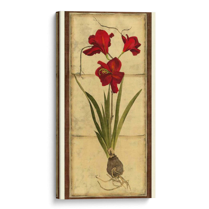 Amaryllis Panel II - Vision Studio | Cuadro decorativo de Canvas Lab