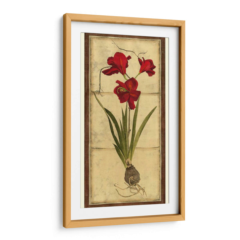 Amaryllis Panel II - Vision Studio | Cuadro decorativo de Canvas Lab