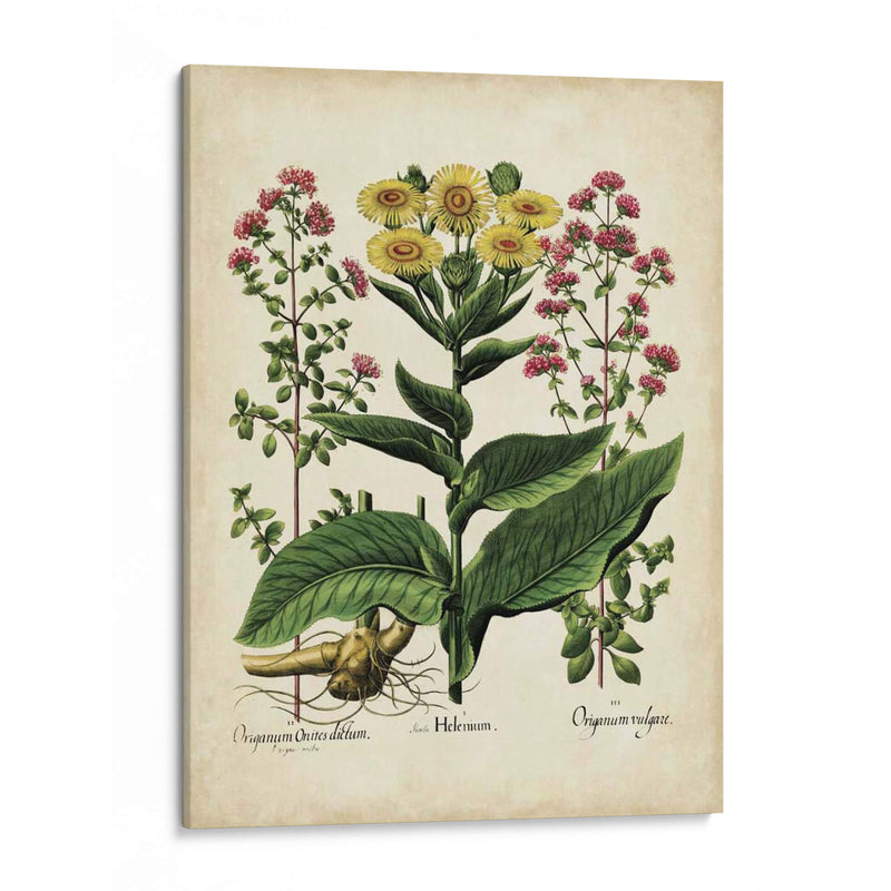 Besler Florilegium I - Basilius Besler | Cuadro decorativo de Canvas Lab