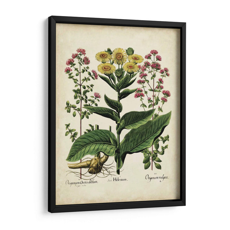 Besler Florilegium I - Basilius Besler | Cuadro decorativo de Canvas Lab