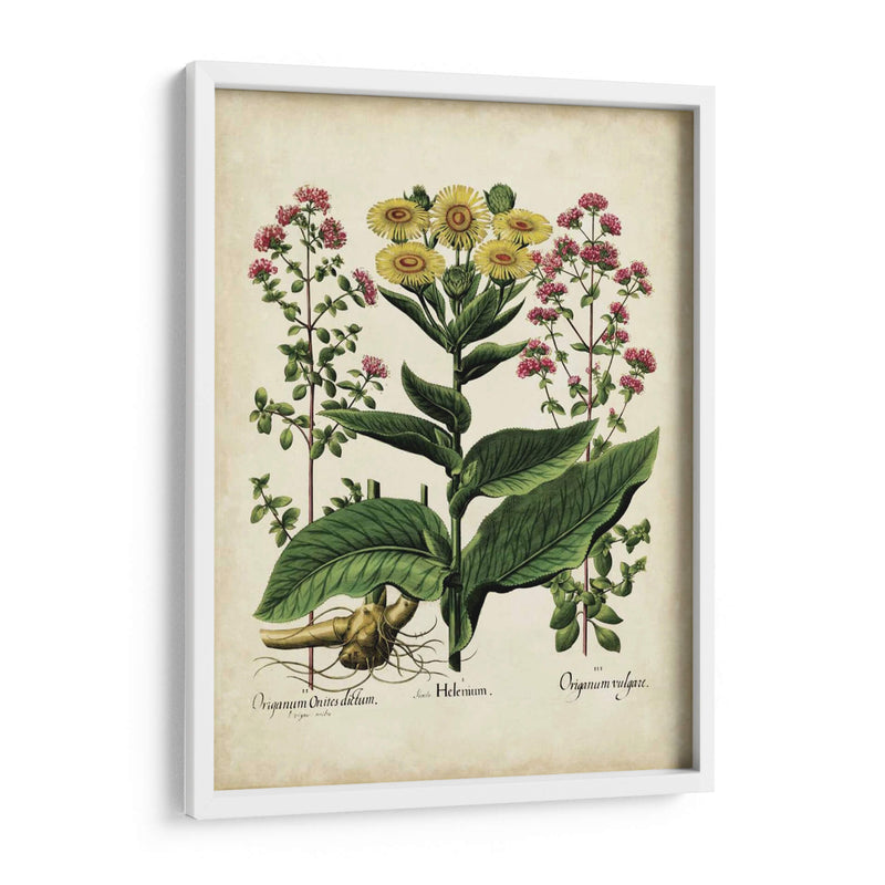 Besler Florilegium I - Basilius Besler | Cuadro decorativo de Canvas Lab