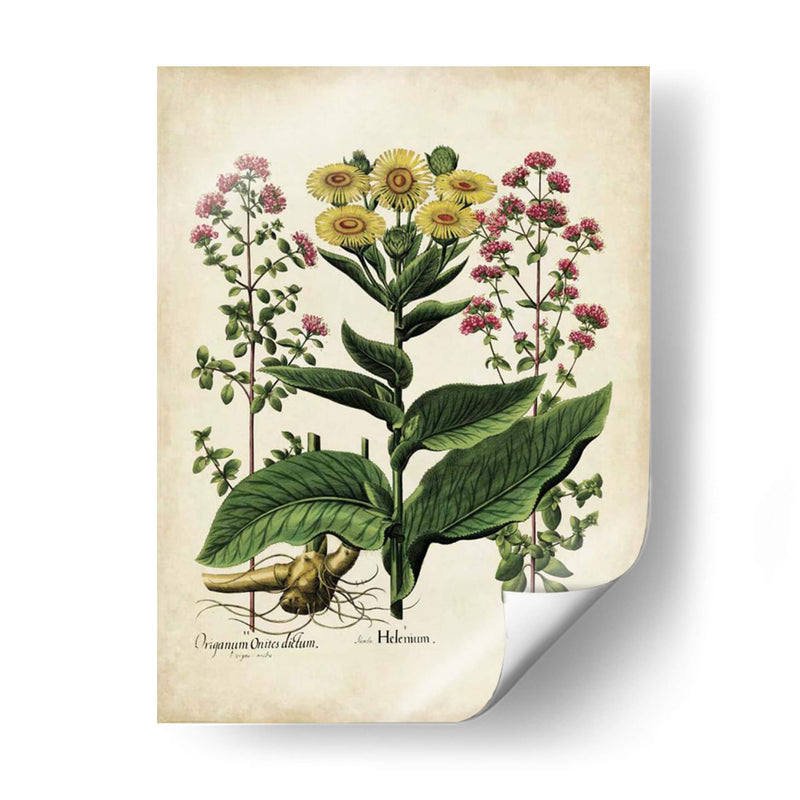 Besler Florilegium I - Basilius Besler | Cuadro decorativo de Canvas Lab