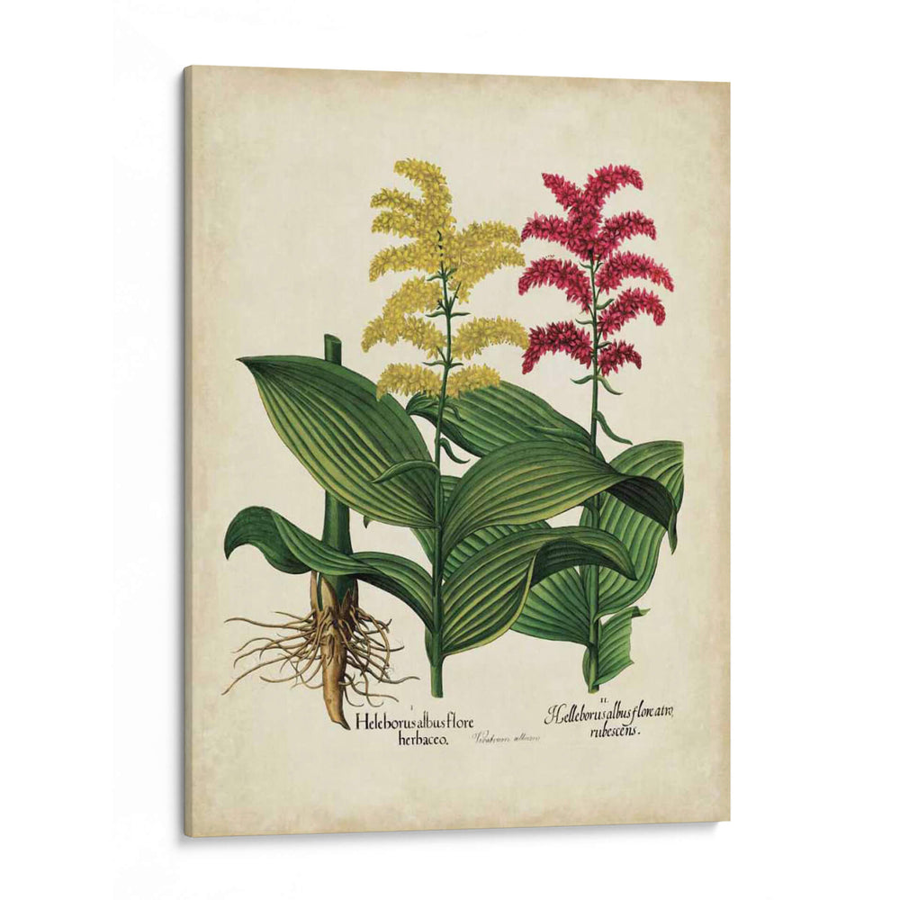 Besler Florilegium II - Basilius Besler | Cuadro decorativo de Canvas Lab