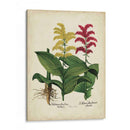 Besler Florilegium II - Basilius Besler | Cuadro decorativo de Canvas Lab