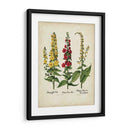 Besler Florilegium III - Basilius Besler | Cuadro decorativo de Canvas Lab