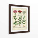 Besler Florilegium IV - Basilius Besler | Cuadro decorativo de Canvas Lab
