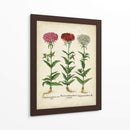 Besler Florilegium IV - Basilius Besler | Cuadro decorativo de Canvas Lab