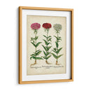 Besler Florilegium IV - Basilius Besler | Cuadro decorativo de Canvas Lab