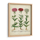 Besler Florilegium IV - Basilius Besler | Cuadro decorativo de Canvas Lab