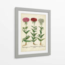 Besler Florilegium IV - Basilius Besler | Cuadro decorativo de Canvas Lab