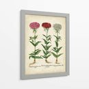 Besler Florilegium IV - Basilius Besler | Cuadro decorativo de Canvas Lab