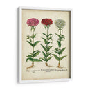 Besler Florilegium IV - Basilius Besler | Cuadro decorativo de Canvas Lab
