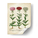 Besler Florilegium IV - Basilius Besler | Cuadro decorativo de Canvas Lab