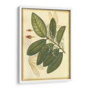 Floral Fantasia IV | Cuadro decorativo de Canvas Lab