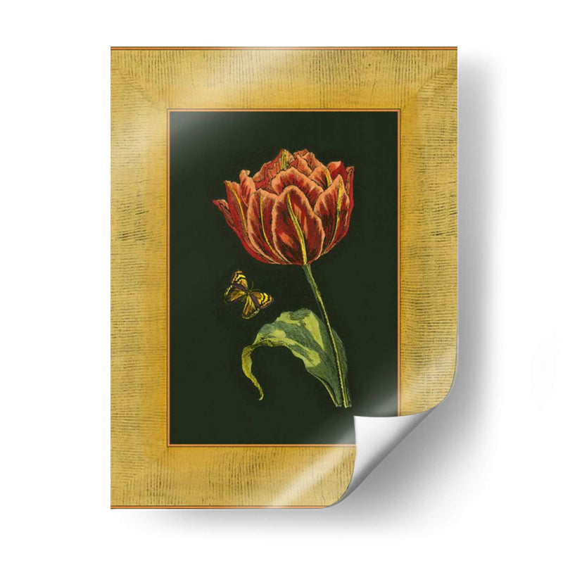 Tulipán En Frame III | Cuadro decorativo de Canvas Lab