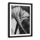 Las flores de un cactus | Cuadro decorativo de Canvas Lab