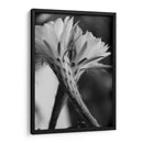 Las flores de un cactus | Cuadro decorativo de Canvas Lab