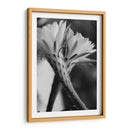 Las flores de un cactus | Cuadro decorativo de Canvas Lab