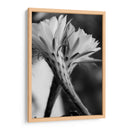 Las flores de un cactus | Cuadro decorativo de Canvas Lab