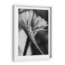 Las flores de un cactus | Cuadro decorativo de Canvas Lab