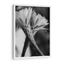 Las flores de un cactus | Cuadro decorativo de Canvas Lab